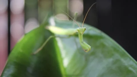 Bugging a Praying Mantis insect, Mantis religiosa Video stock 8562912