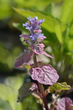 Bugle Atropurpurea Stock Photos
