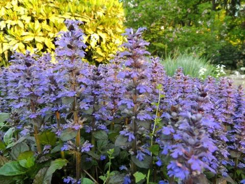 Bugle, blue bugle, bugleherb, bugleweed, carpetweed, carpet bugleweed Foto stock