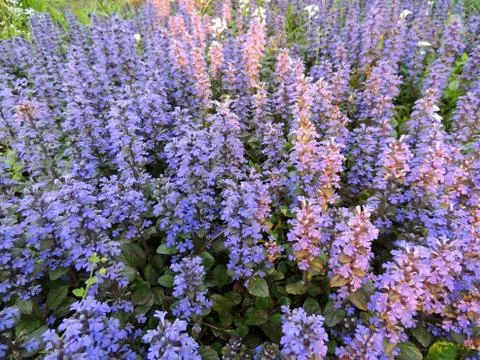 Bugle, blue bugle, bugleherb, bugleweed, carpetweed, carpet bugleweed Foto stock