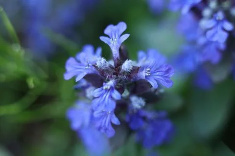Bugle, blue bugle, bugleherb, bugleweed, carpetweed, carpet bugleweed Stock Photos