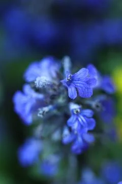 Bugle, blue bugle, bugleherb, bugleweed, carpetweed, carpet bugleweed Foto stock