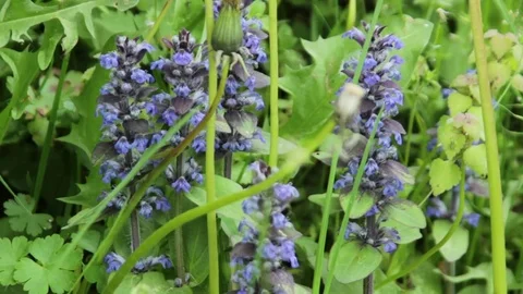 Bugle plant flowers Stock Footage 74909610