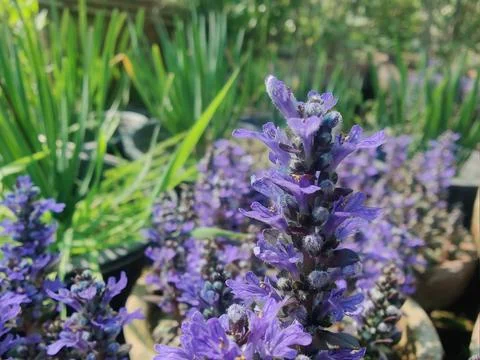 Bugleherb, Ajuga reptans or the carpetweed purple flowers and green plant Stock Photos