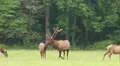 Bugling Bull Elk and Harem 1 HD Footage