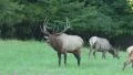 Bugling Bull Elk and Harem 2 HD Footage
