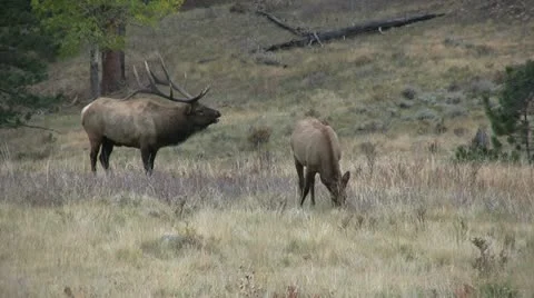 Bugling Bull Elk During the Rut Stock Footage 12452134