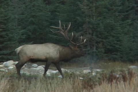 Bugling Bull Elk  Stock Footage