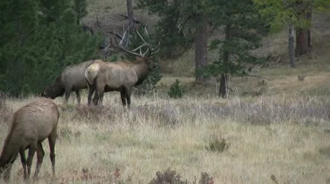 Bugling Bull Elk Vídeos de archivo 12451792