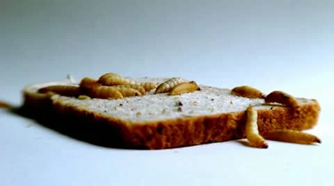 Bugpointone Vídeos de archivo 11366904