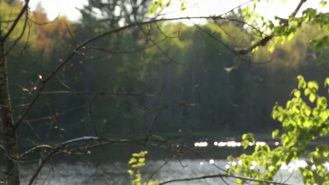 Bugs Above Lake 스톡 동영상 79626635