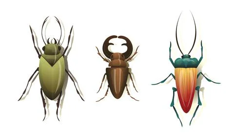 Bugs and Beetle as Coleoptera Insects with Elytra Vector Set Stock Illustration