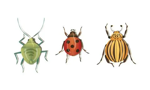 Bugs and Beetle as Coleoptera Insects with Elytra Vector Set Stock Illustration