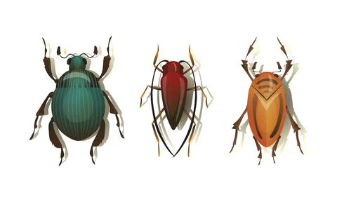 Bugs and Beetle as Coleoptera Insects with Elytra Vector Set Stock Illustration