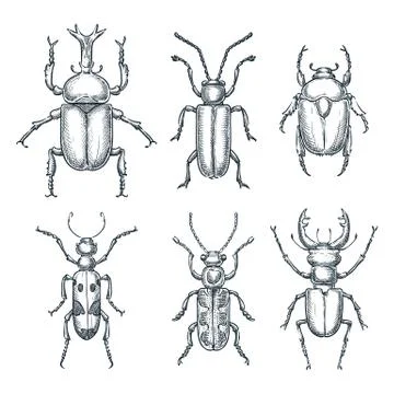 Bugs and beetles set. Vector sketch hand drawn illustration. Insects collecti Stock Illustration