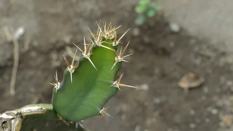 Bugs and cactus Stock Footage 98681846