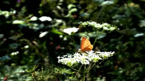Bugs and Elder Flowers Stock Footage 12127516