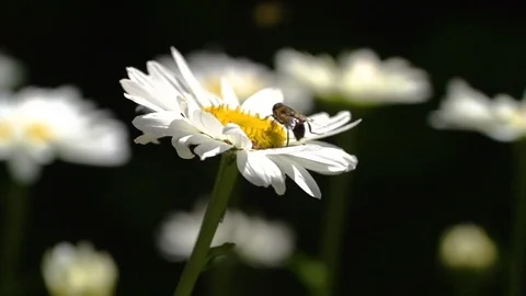 Bugs and flowers in slowmotion 07 Stock Footage 87487399