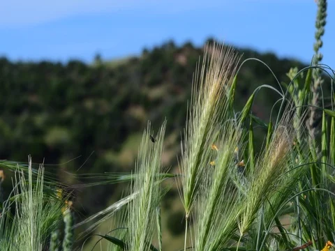 Bugs and grass Stock Footage 73925131