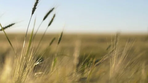 Bugs And Rye Stock Footage 70989613