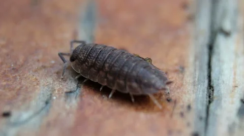 Bugs and worms (sequence), close up Video stock 43251778