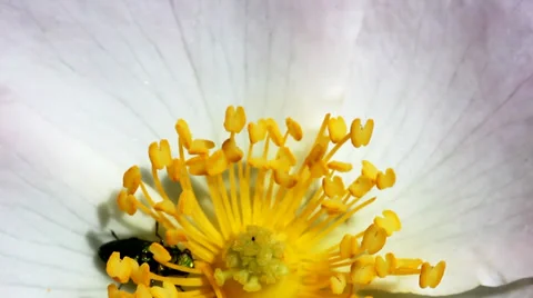 Bugs and yellow flower. Macro video. Stock Footage 36688808