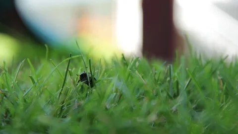 Bugs are quite interesting Stock Footage 91375887