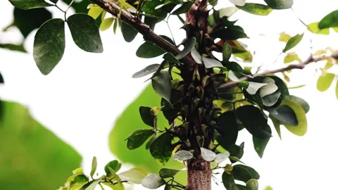 Bugs camouflaged among dense green leaves on tree branch Stock Footage 314091072