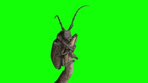 Bugs Chromakey Vidéo 77865248