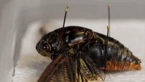 Bugs close up cicada specimen pinned in an insect box. Science of studying tropi Stock Footage 120577659