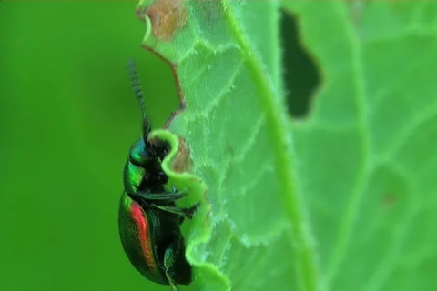 Bugs, a close up Stock Footage 910380