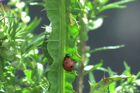 Bugs, a close up Видео 910396