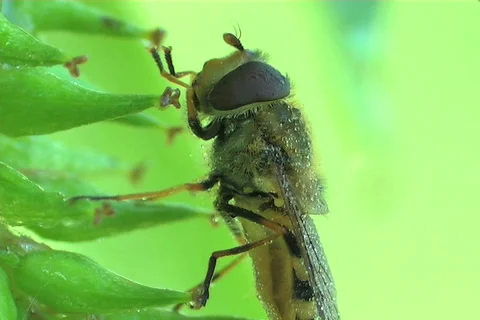 Bugs, a close up Видео 910412