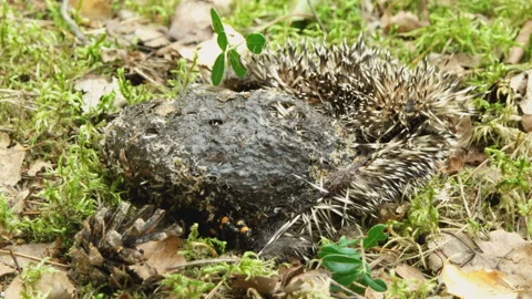 Bugs crawl on the dead hedgehog (Erinaceus europaeus) Stock Footage 105958223