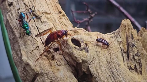 Bugs crawling  Stock Footage 271543058