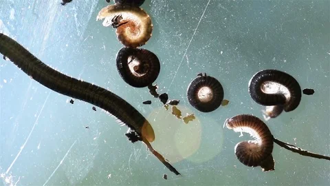 Bugs Crawling on Glass Stock Footage 76168912