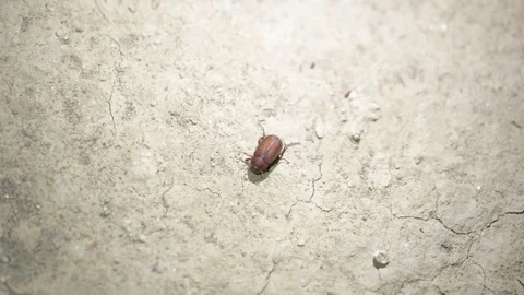 Bugs crawling at night insects crawling Stock Footage 247532459
