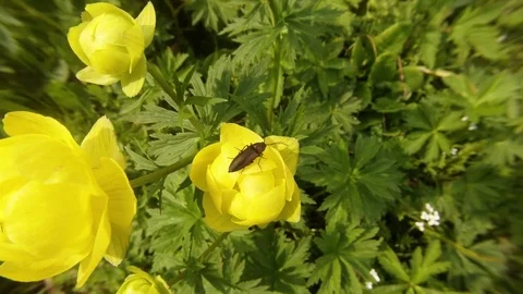 Bugs Crawling on The Petals of a Yellow Flower Stock Footage 76458524