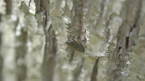 Bugs crawling on a tree bark. (Neoacledra drogon). Stock Footage 142764562