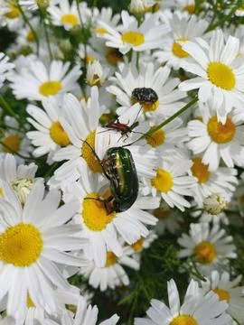 Bugs on Daisies Stockfoto's