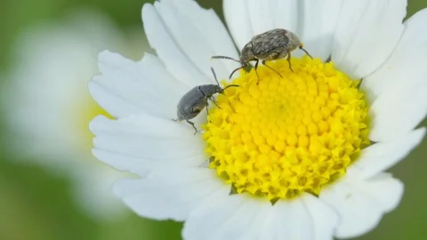 Bugs on a daisy flower Stock Footage 121249958