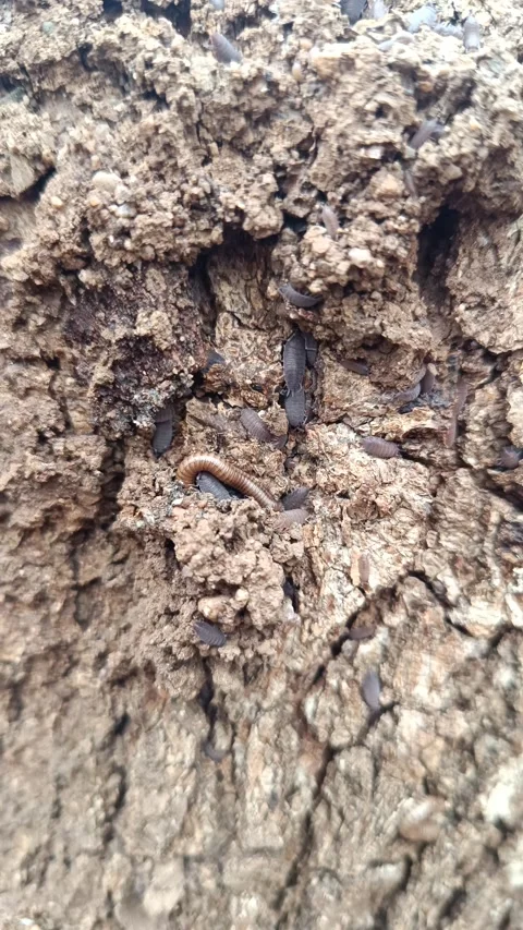 Bugs doing their business in old oak log Video stock 291669978