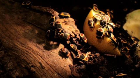 Bugs eating melon Stock Footage 39817730