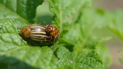 The bugs eating potatoes copulate. Stock Footage 91126124