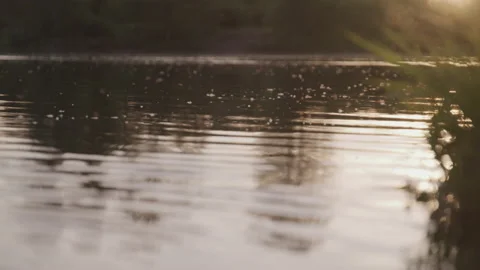 Bugs Flitting About Above the Surface of a Lake Stock-Footage 208758796