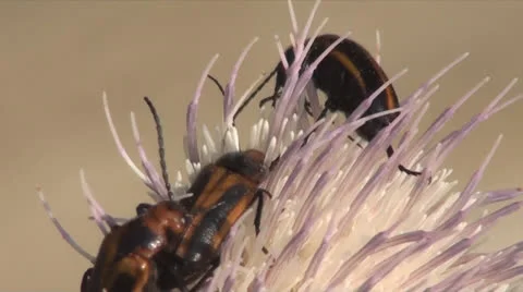 Bugs on a flower Stockbeeldmateriaal 25300366