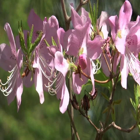 Bugs on a flower Video stock 69701085