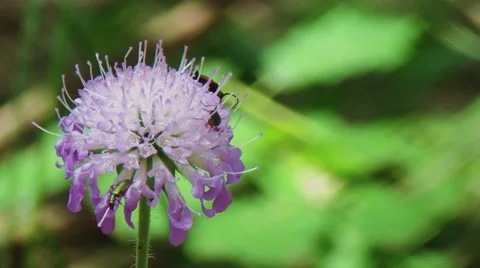 Bugs on the flower HD Stock-Footage 53498344