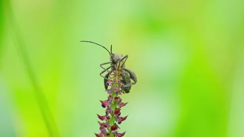 Bugs on flower shoots Stock Footage 270039925