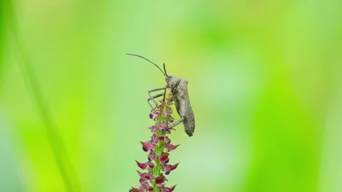 Bugs on flower shoots Stock Footage 270040068